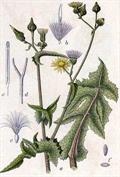 Sonchus asper